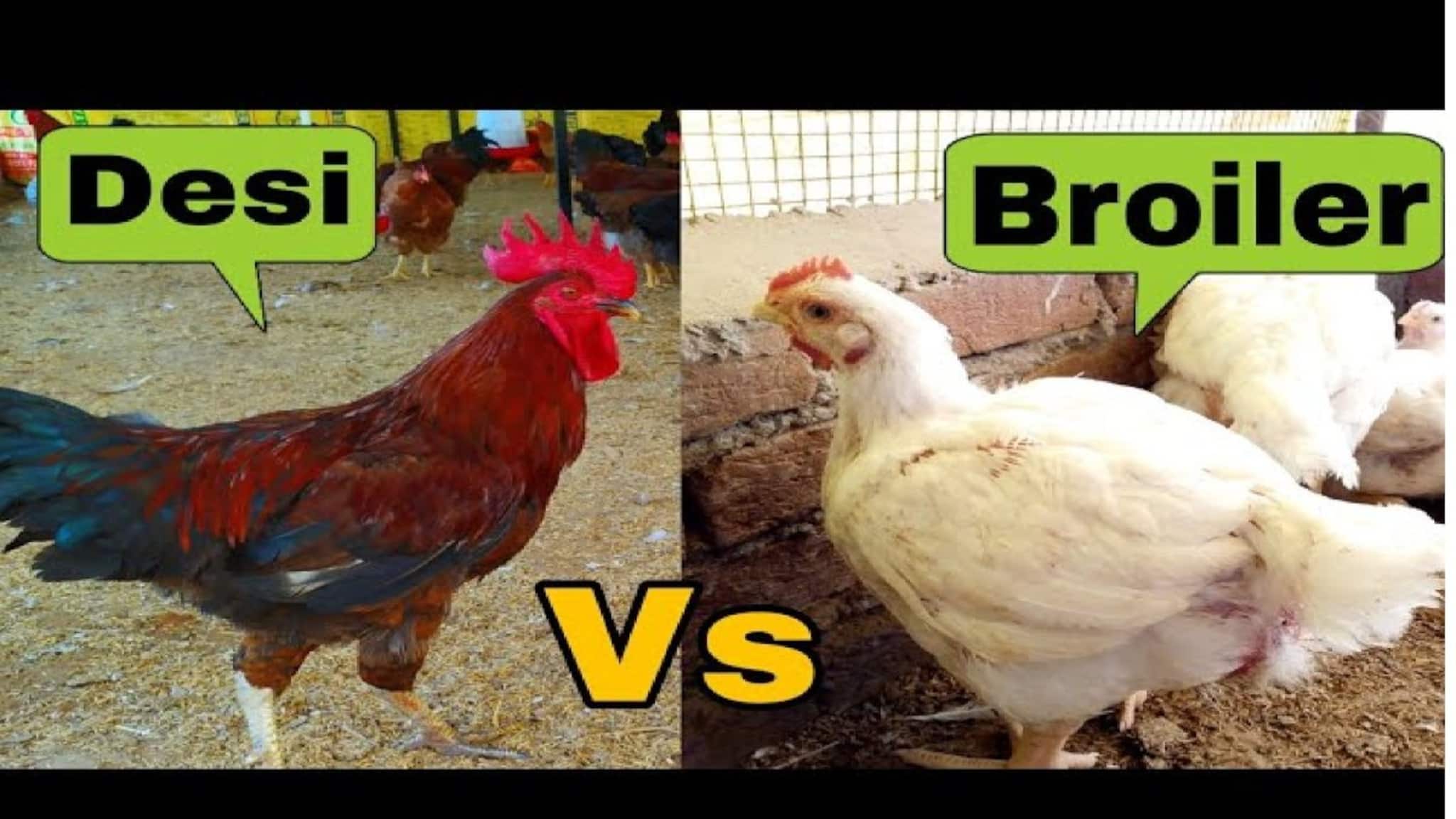 Desi Chicken Vs Broiler: ব্রয়লার চিকেন খাওয়া ভাল না দেশি মুরগি? কোনটায় উপকার বেশি? কোনটায় ক্ষতি? জানাচ্ছেন চিকিৎসক