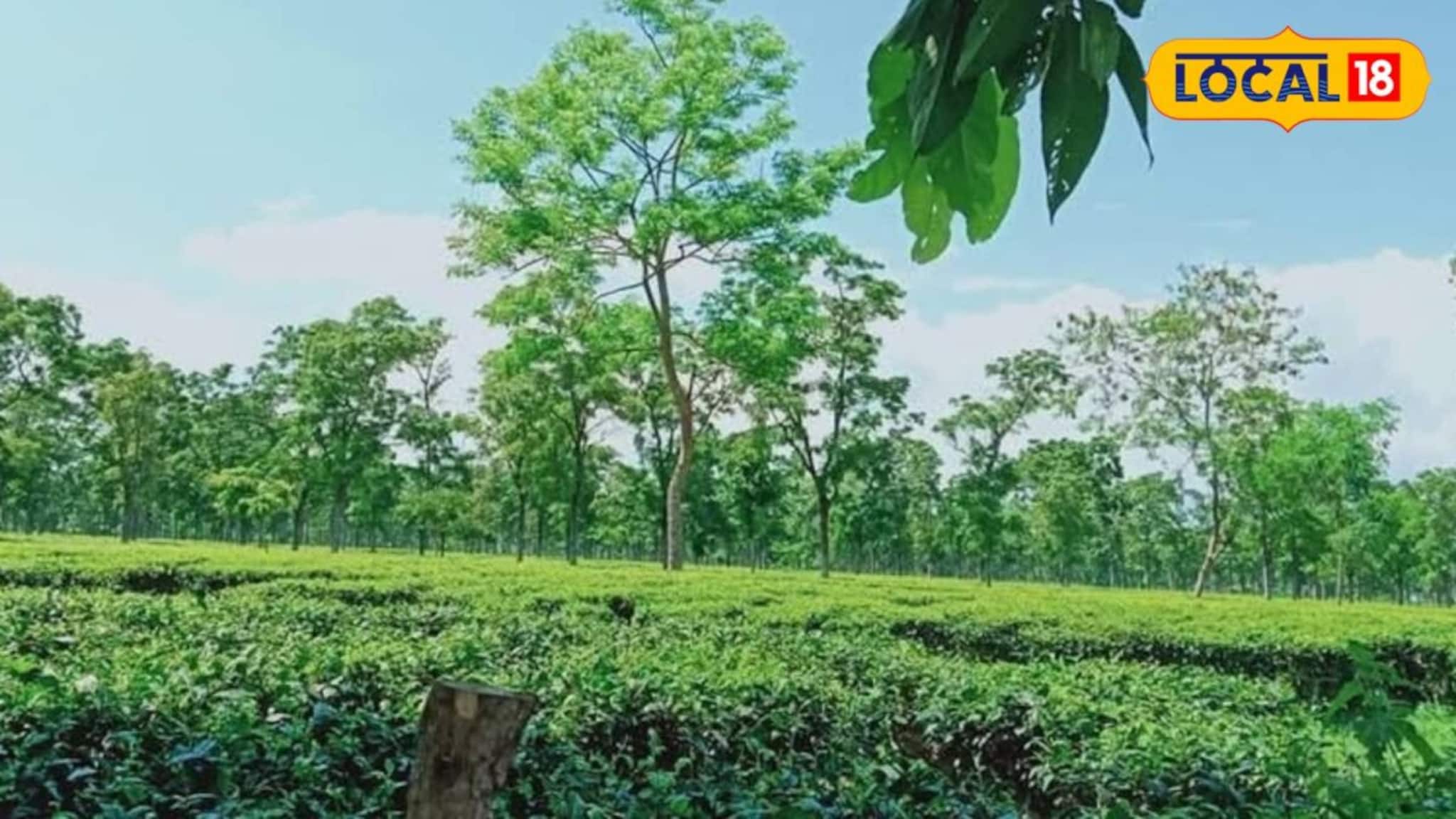Alipurduar News: ২৪ ঘণ্টার ব্যবধানে মৃত ২ লেপার্ড, রায়মাটাং চা বাগানে তীব্র আতঙ্ক! কারণ নিয়ে ধন্দে বন দফতর-স্থানীয়রা