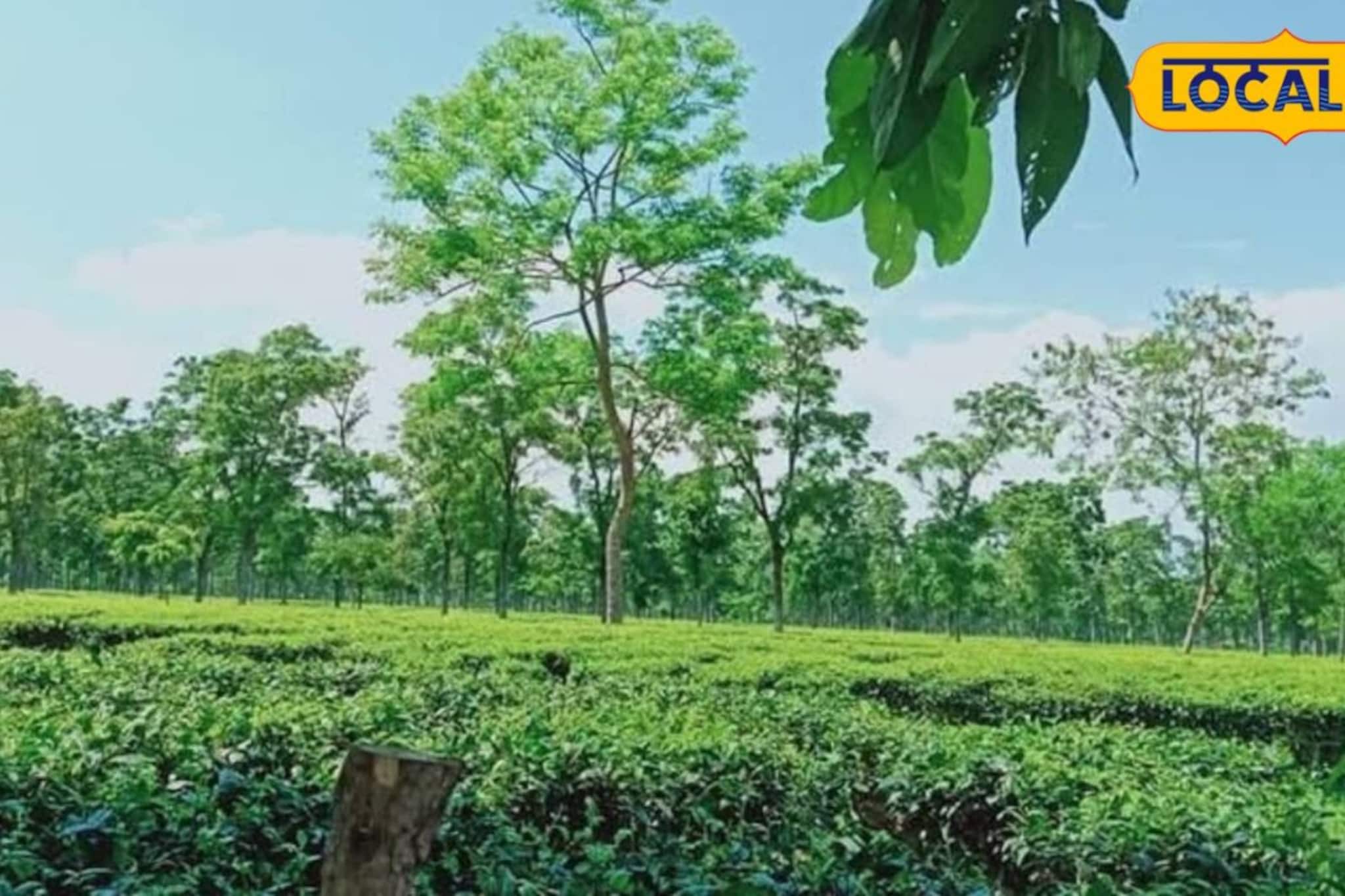 ২৪ ঘণ্টার ব্যবধানে মৃত ২ লেপার্ড, রায়মাটাং চা বাগানে তীব্র আতঙ্ক! কারণ নিয়ে ধন্দে বন দফতর