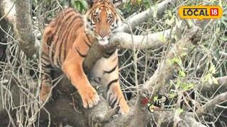 সুন্দরবনের রয়্যাল বেঙ্গল টাইগার