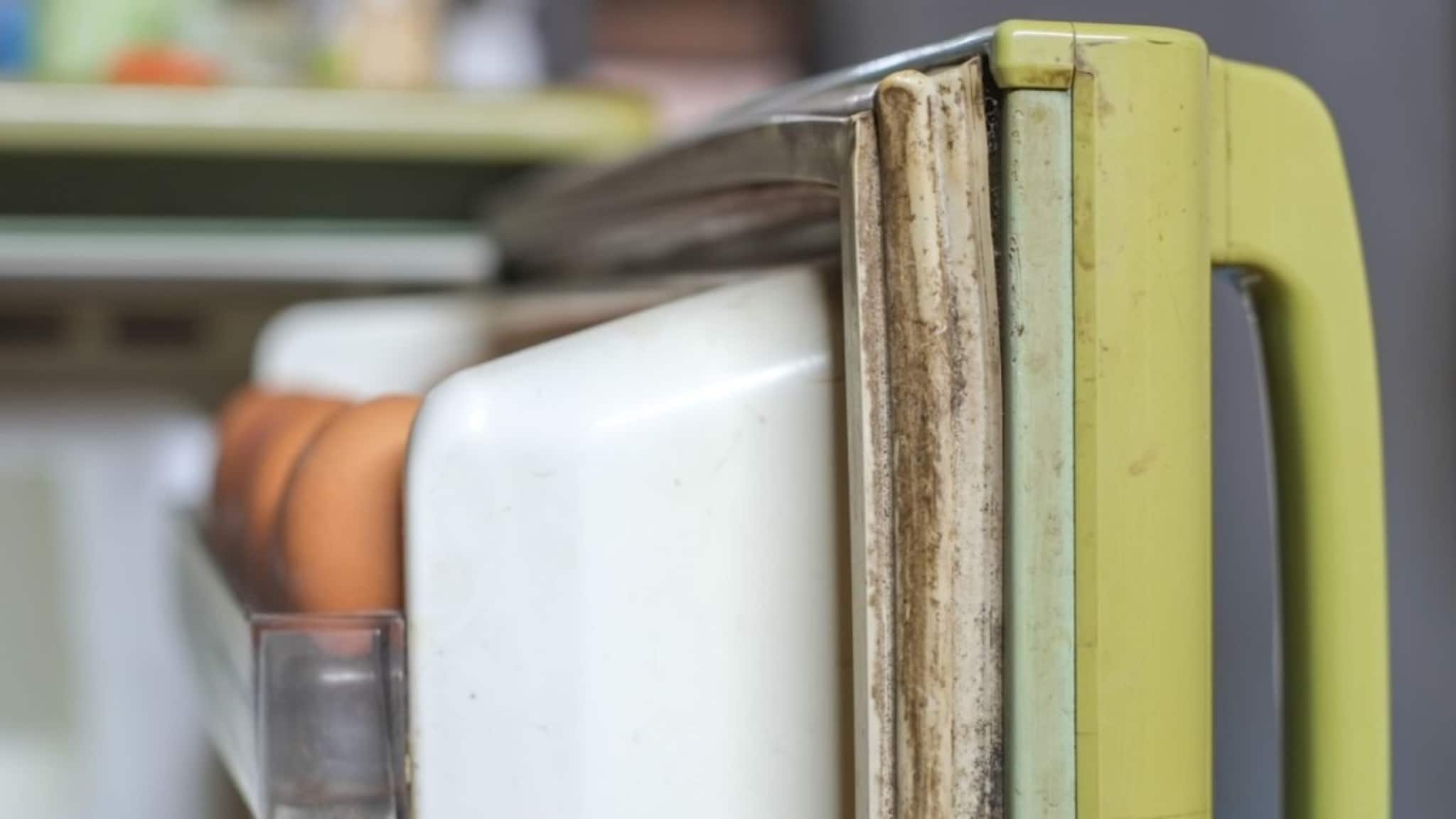 ফ্রিজের পাল্লার রাবারে ময়লার 'পল্লা'...! তুড়িতে হবে 'ঝাঁ-চকচকে', শিখে নিন তিন মোক্ষম 'তুক'!