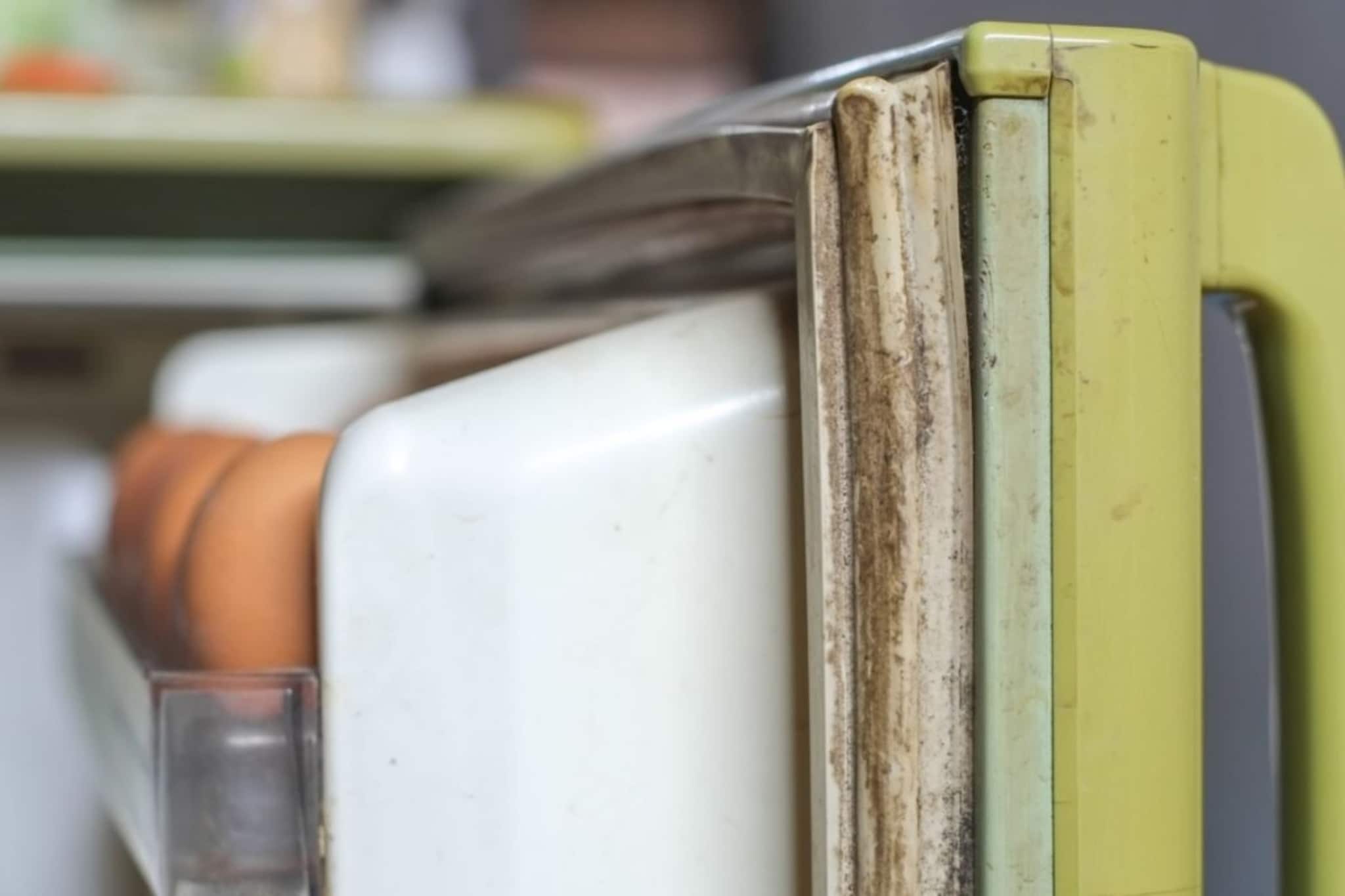 ফ্রিজের পাল্লার রাবারে ময়লার 'পল্লা'...! তুড়িতে হবে 'ঝাঁ-চকচকে', শিখে নিন তিন মোক্ষম 'তুক'!