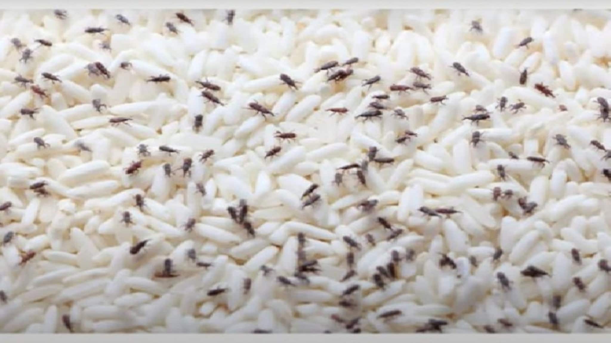 চালের হাঁড়িতে বিড়বিড় করছে কালো কালো 'পোকা'...! তুড়িতে তাড়ান, চিনে নিন 'চার' চমৎকার 'চাতুরি'