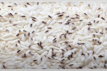 চালের হাঁড়িতে বিড়বিড় করছে কালো কালো 'পোকা'...! তুড়িতে তাড়ান, চিনে নিন 'চার' চমৎকার 'চাতুরি'