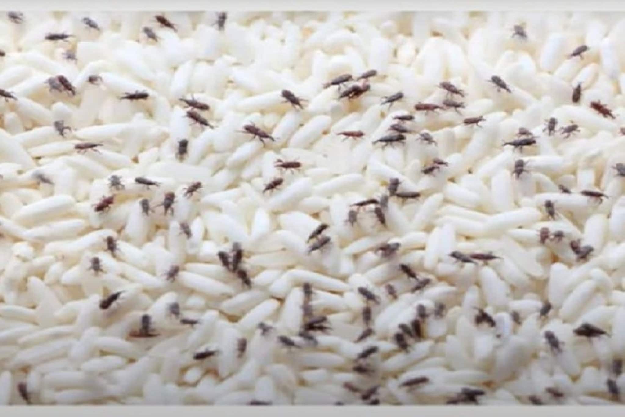 চালের হাঁড়িতে বিড়বিড় করছে কালো কালো 'পোকা'...! তুড়িতে তাড়ান, চিনে নিন 'চার' চমৎকার 'চাতুরি' চালের হাঁড়িতে বিড়বিড় করছে কালো কালো 'পোকা'...! তুড়িতে তাড়ান, চিনে নিন 'চার' চমৎকার 'চাতুরি'