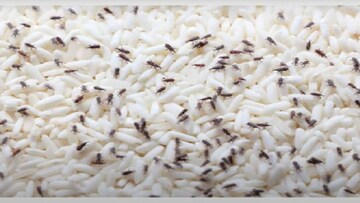 চালের হাঁড়িতে বিড়বিড় করছে কালো কালো 'পোকা'...! তুড়িতে তাড়ান, চিনে নিন 'চার' চমৎকার 'চাতুরি' 