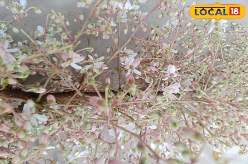 তুমি হয়তো নানা ধরণের ভাজাভুজি খেয়েছো, কিন্তু আজ আমরা দেশি ফুল দিয়ে তৈরি পাকোড়ার রেসিপি এবং উপকারিতা শেয়ার করছি যা সুস্বাদু এবং স্বাস্থ্য বর্ধক। হ্যাঁ, সজনে ফুলের ভাজা তোমাকে চিৎকার করে বলতে বাধ্য করবে, তুমি হয়তো নানা ধরণের ভাজাভুজি খেয়েছো, কিন্তু আজ আমরা দেশি ফুল দিয়ে তৈরি পাকোড়ার রেসিপি এবং উপকারিতা শেয়ার করছি যা সুস্বাদু এবং স্বাস্থ্য বর্ধক। হ্যাঁ, সজনে ফুলের ভাজা তোমাকে চিৎকার করে বলতে বাধ্য করবে,