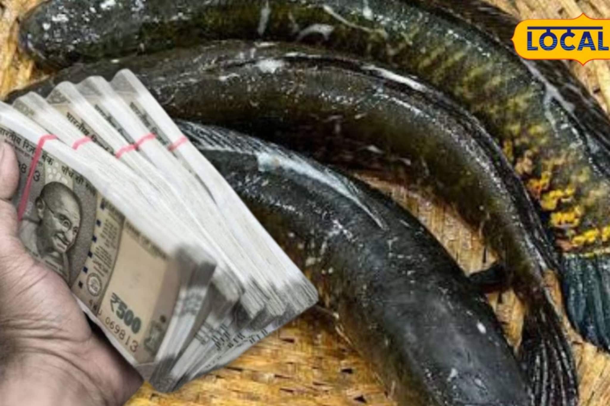 ভিনরাজ্যে কাজের দিন শেষ! এক আইডিয়াতেই ঘুরল ভাগ্যের চাকা, জানুন কীভাবে বাড়িতেই শোল মাছ চাষে তাক লাগালেন এই যুবক ভিনরাজ্যে কাজের দিন শেষ! এক আইডিয়াতেই ঘুরল ভাগ্যের চাকা, জানুন কীভাবে বাড়িতেই শোল মাছ চাষে তাক লাগালেন এই যুবক