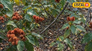 সিঁদুর গাছ