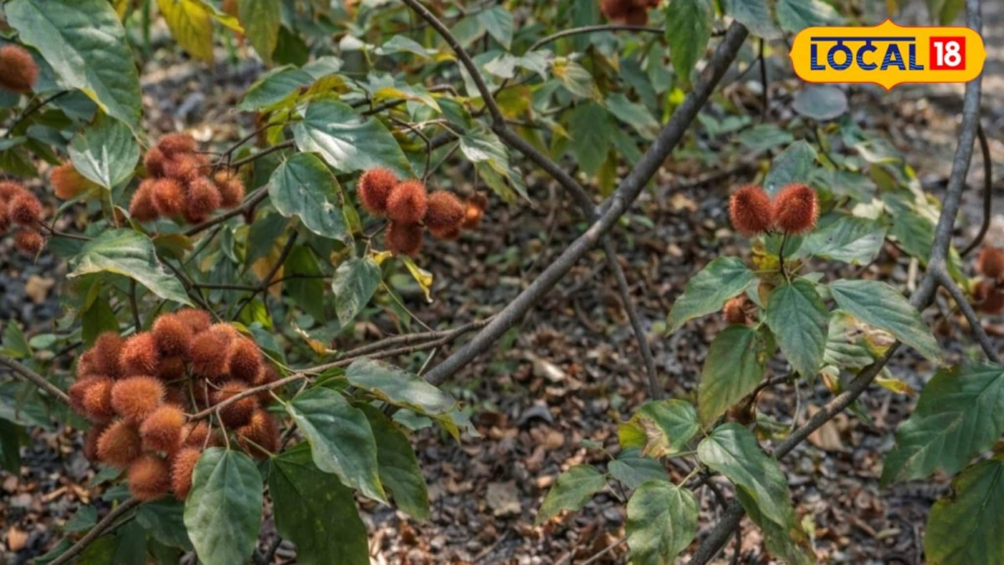 পথ দেখাল গঙ্গাসাগর মেলা! এই একটি ফলের গুণেই রাতারাতি চাহিদা তুঙ্গে, বাড়িতেও বাড়ছে গাছ লাগানোর ঝোঁক