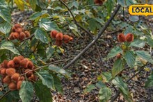 Sindoor Tree Farming: পথ দেখাল গঙ্গাসাগর মেলা! এই একটি ফলের গুণেই রাতারাতি চাহিদা তুঙ্গে, বাড়িতেও বাড়ছে গাছ লাগানোর ঝোঁক