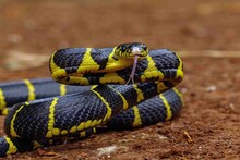 'সাপ' বাড়ির চৌহদ্দিতে ঘেঁষবে না...! রান্নাঘরের ৫ জিনিসই 'পঞ্চবাণ', বিষধরের ছোবল থেকে বাঁচতে ছিটিয়ে দিন কোণায় কোণায়!