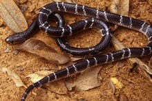 'দুই' তেলই 'ব্রক্ষ্মাস্ত্র'...! বাড়ির আশেপাশে ঘেঁষবে না 'সাপ', বিষধরদের তাড়াতে নিন ৫ সঠিক 'কৌশল', নইলে গিজগিজ করবে বাড়িময়!