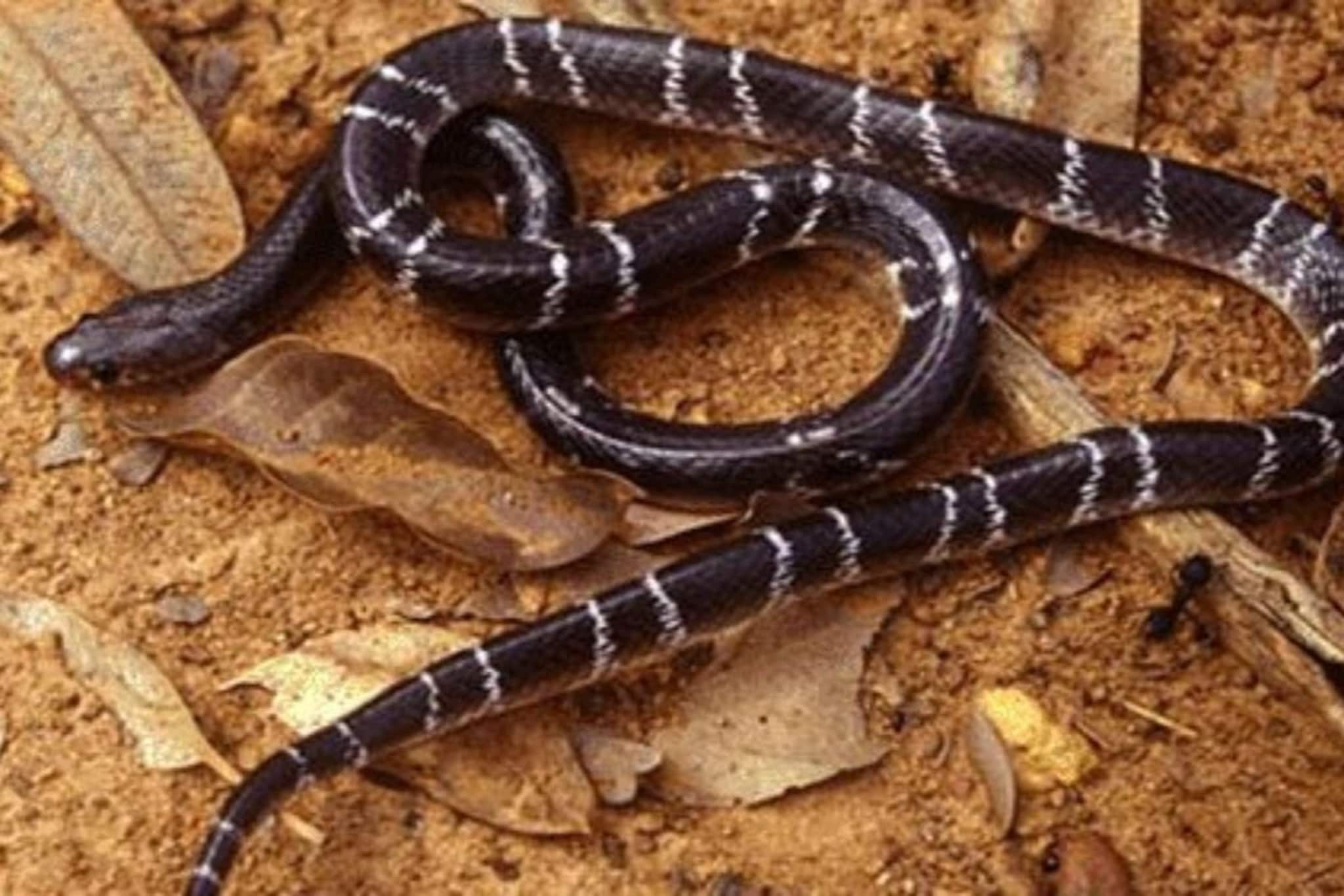 'দুই' তেলই 'ব্রক্ষ্মাস্ত্র'...! বাড়ির আশেপাশে ঘেঁষবে না 'সাপ', বিষধরদের তাড়াতে নিন ৫ সঠিক 'কৌশল'! 'দুই' তেলই 'ব্রক্ষ্মাস্ত্র'...! বাড়ির আশেপাশে ঘেঁষবে না 'সাপ', বিষধরদের তাড়াতে নিন ৫ সঠিক 'কৌশল'!