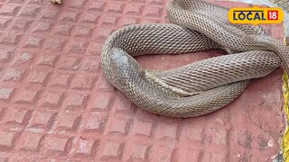 সুইমিং পুল পরিষ্কার করতে গিয়ে সাপের কামড়ের পর সেই সাপটি উদ্ধার করার জন্য বন্যজীব অপরাধ নিয়ন্ত্রণ ব্যুরোর সদস্য দীনবন্ধু বিশ্বাসকে খবর দেওয়া হয়। তবে দীনবন্ধু বিশ্বাস যখন ঘটনাস্থলে পৌঁছন তখন দেখতে পান, সাপটিকে একটি বড় পলিব্যাগে ভরে সুইমিং পুলের পাড়ে রাখা রয়েছে। এই ঘটনায় ওই সাপটিও মারা যায়। মনে করা হচ্ছে, পলিব্যাগের ভিতর সাপটি প্যাকেট বন্দি থাকার ফলে প্রচণ্ড গরমে মারা যায়।