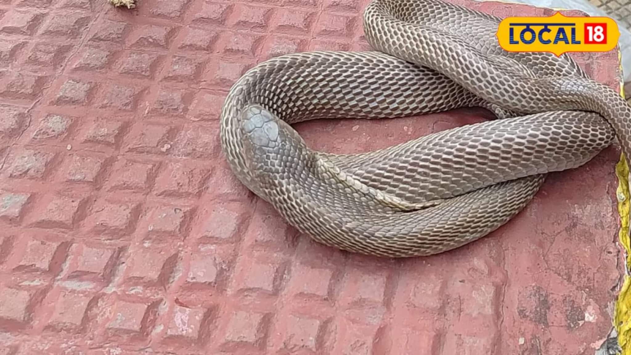 Death News: এক ছোবলেই শেষ...! সুইমিং পুল পরিষ্কার করতে গিয়ে মৃত্যু DSA-এর কর্মীর