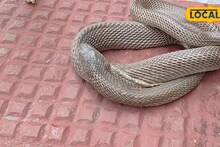 Death News: এক ছোবলেই শেষ...! সুইমিং পুল পরিষ্কার করতে গিয়ে মৃত্যু DSA-এর কর্মীর