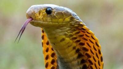 সাপ, স্নেক টিপস, কুঁকড়ে যায় সাপ, কোন গন্ধে বাড়ির আশেপাশে ঘেঁষবে না সাপ, বিষধরদের তাড়াতে আট গন্ধ, সাপ তাড়ানোর সঠিক কৌশল, পেঁয়াজ-রসুনের গন্ধ, কেরোসিন, পুদিনা তুলসী, কোন গন্ধ বাড়িতে থাকলে সাপ আসে না, সাপ তাড়ানোর প্রতিকার, সাপ তাড়াতে মোক্ষম গন্ধ, সাপ তাড়ানোর উপায়, সাপ তাড়াতে ভিনিগার, লেবুর রস, সাপ তাড়াতে কার্বলিক অ্যাসিড, সাপ তাড়াতে রসুন, বর্ষাকালে সাপের উপদ্রব, গরমকাল, বিষধর, অ্যামোনিয়া তেল, সাপ তাড়ানোর উপায়, সাপ তাড়াতে কী কী উপায়, সাপ তাড়াতে ভিনিগার, অ্যামোনিয়া, সাপ তাড়াতে লবঙ্গ তেল, দারচিনি, দারচিনি তেল দিয়ে সাপ তাড়ান, গন্ধ, সাপের শত্রু, বিষধরের জন্য বিপদ, লতা, কোন গন্ধে সাপ পালায়, কোন গন্ধ সাপ ভয় পায়, কোন গন্ধে পালায় লতা, কোন গন্ধ বাড়ি থেকে সাপ তাড়ায়, কোন গন্ধে  সাপ কামড়ালে কী করবেন, পেঁয়াজ, রসুনের গন্ধ, তুলসী, পুদিনার গন্ধ, কোন গাছ লাগালে সাপ আসে, এই গন্ধে পালায় সাপ, কোন গন্ধে পালায় সাপ, কার্বলিক অ্যাসিড, সাপ ভয় পায় কোন কোন গন্ধ, পৃথিবীতে কোন গন্ধে ভয় পায় সাপ, সাপ তাড়ানোর ঘরোয়া উপায়