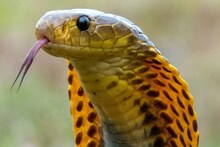 কুঁকড়ে যায় 'সাপ'...! এই 'আট' গন্ধ টিকতে দেয় না বিষধরদের, বাড়িতে থাকলে ত্রিসীমানায় ঘেঁষবে না সাপ, জানুন বিশেষজ্ঞের পরামর্শ