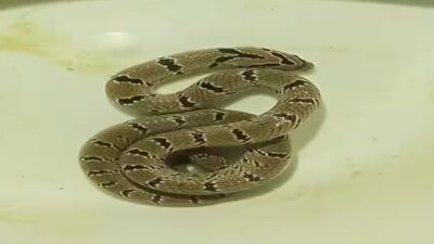 এ কোন সাপ!