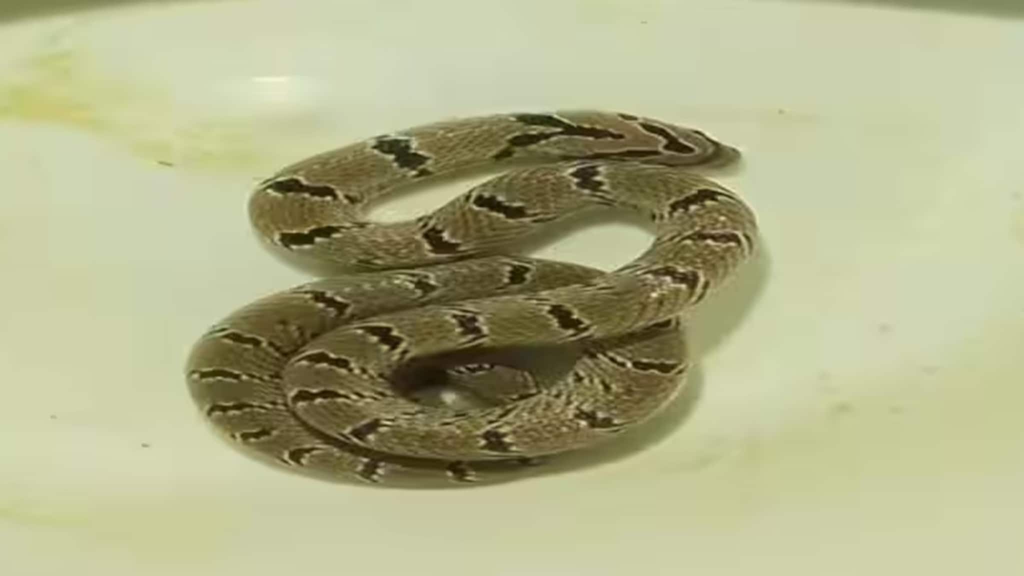 Snake: সর্বনাশ! এ কোন সাপ মিলল বাংলায়! আমতায় যা মিলল, শুনে চমকে উঠছে গোটা এলাকা