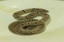 Snake: সর্বনাশ! এ কোন সাপ মিলল বাংলায়! আমতায় যা মিলল, শুনে চমকে উঠছে গোটা এলাকা
