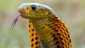 কুঁকড়ে যায় 'সাপ'...! এই 'আট' গন্ধ টিকতে দেয় না বিষধরদের, বাড়িতে থাকলে ত্রিসীমানায় ঘেঁষবে না সাপ