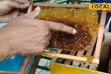 Apiculture Tips: নিশ্চিহ্ন হচ্ছে মৌমাছির বংশ, মাথায় হাত চাষিদের! ভিনদেশি পোকার আক্রমণ থেকে রক্ষা পাওয়ার উপায় বলে দিলেন বিশেষজ্ঞ