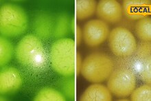 WB  Assembly Election 2026: ভোটের বাজারে তুঙ্গে সবুজ-গেরুয়া মিষ্টির লড়াই! পুরুলিয়ায় অর্ডার সামলাতে হিমশিম ব্যবসায়ীরা