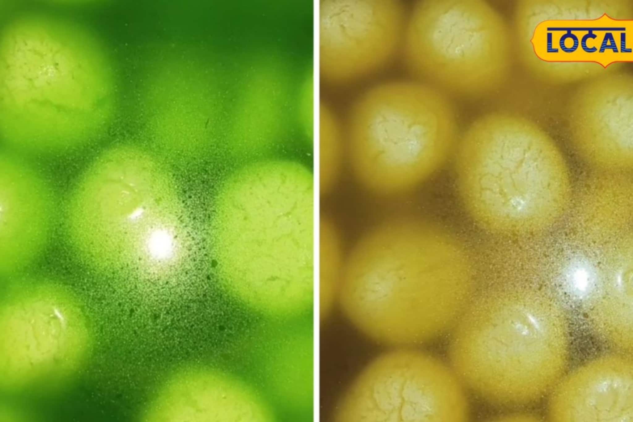 ভোটের বাজারে তুঙ্গে সবুজ-গেরুয়া মিষ্টির লড়াই! পুরুলিয়ায় অর্ডার সামলাতে হিমশিম ব্যবসায়ীরা ভোটের বাজারে তুঙ্গে সবুজ-গেরুয়া মিষ্টির লড়াই! পুরুলিয়ায় অর্ডার সামলাতে হিমশিম ব্যবসায়ীরা