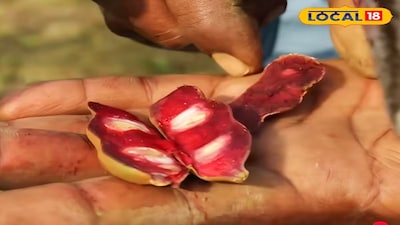 লাল মিষ্টি তেঁতুল চাষে লাভের সম্ভাবনা