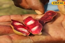 Red Tamarind: লাল মিষ্টি তেঁতুল চাষে স্বনির্ভরতার সম্ভাবনা, বসিরহাটে নজর কাড়ছে নতুন প্রজাতির গাছ