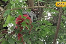 Jalpaiguri News: চুরি করতে এসে গাছের মগডালে চোর! জলপাইগুড়িতে লঙ্কাকাণ্ড, আজব ঘটনা সামলাতে নামল দমকল