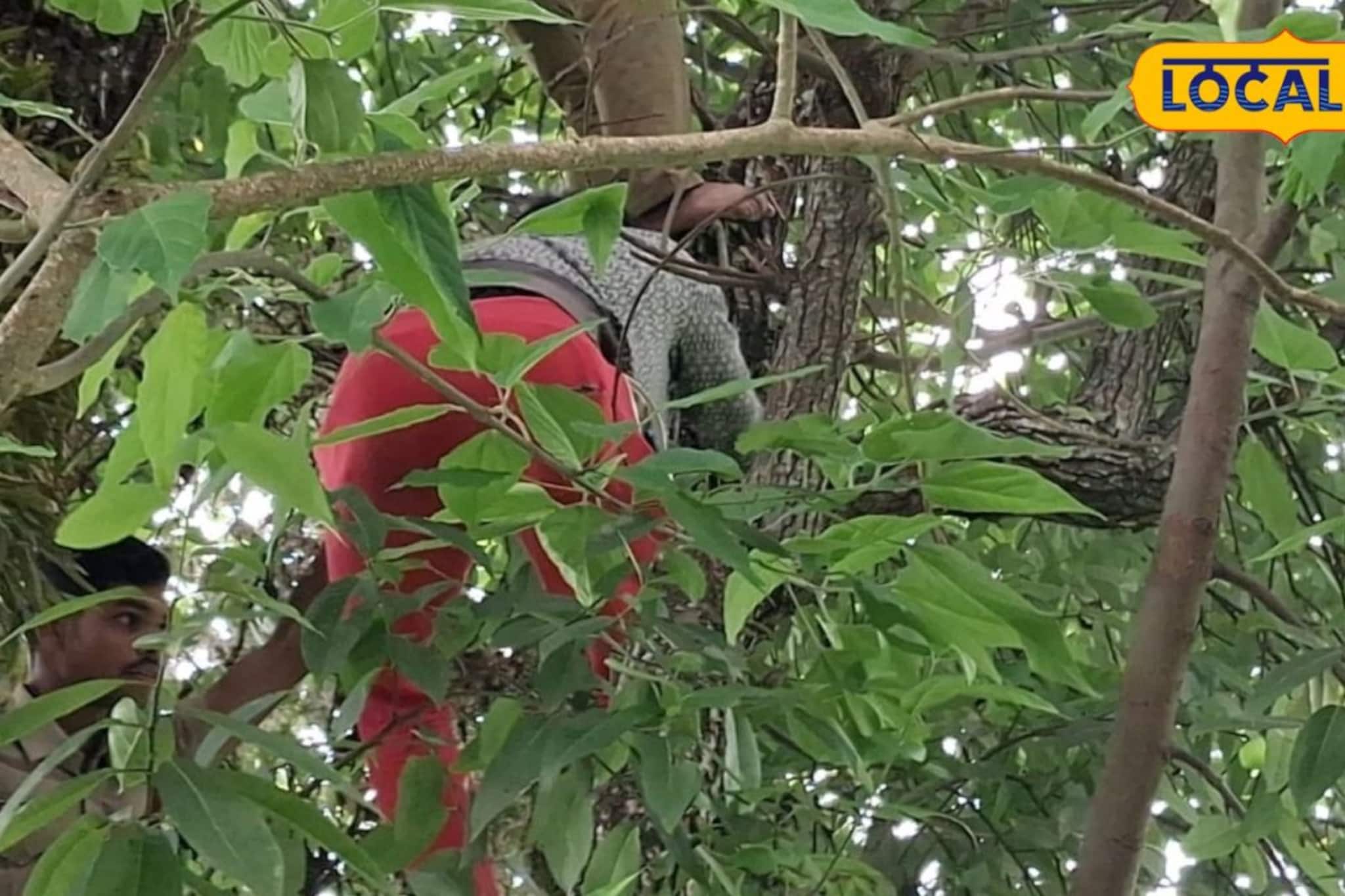 চুরি করে পালাতে গিয়ে গাছে চড়ল যুবক, দমকল ডেকে নামাল পুলিশ