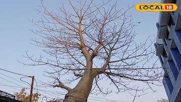 আফ্রিকান