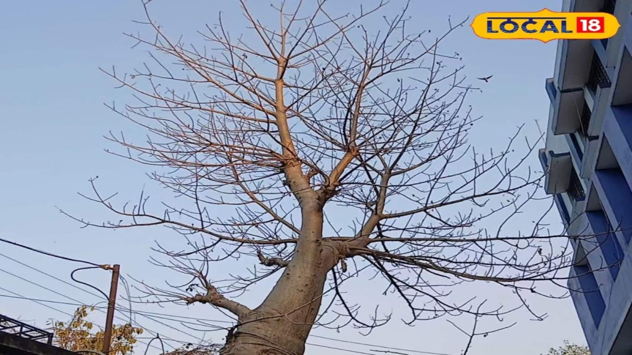 বর্ধমানে দেখা মিলল বিরল 'আফ্রিকান বাওবাব'...? উল্টো গাছ ঘিরে তুঙ্গে রহস্য, তোলপাড় পরে গেল!