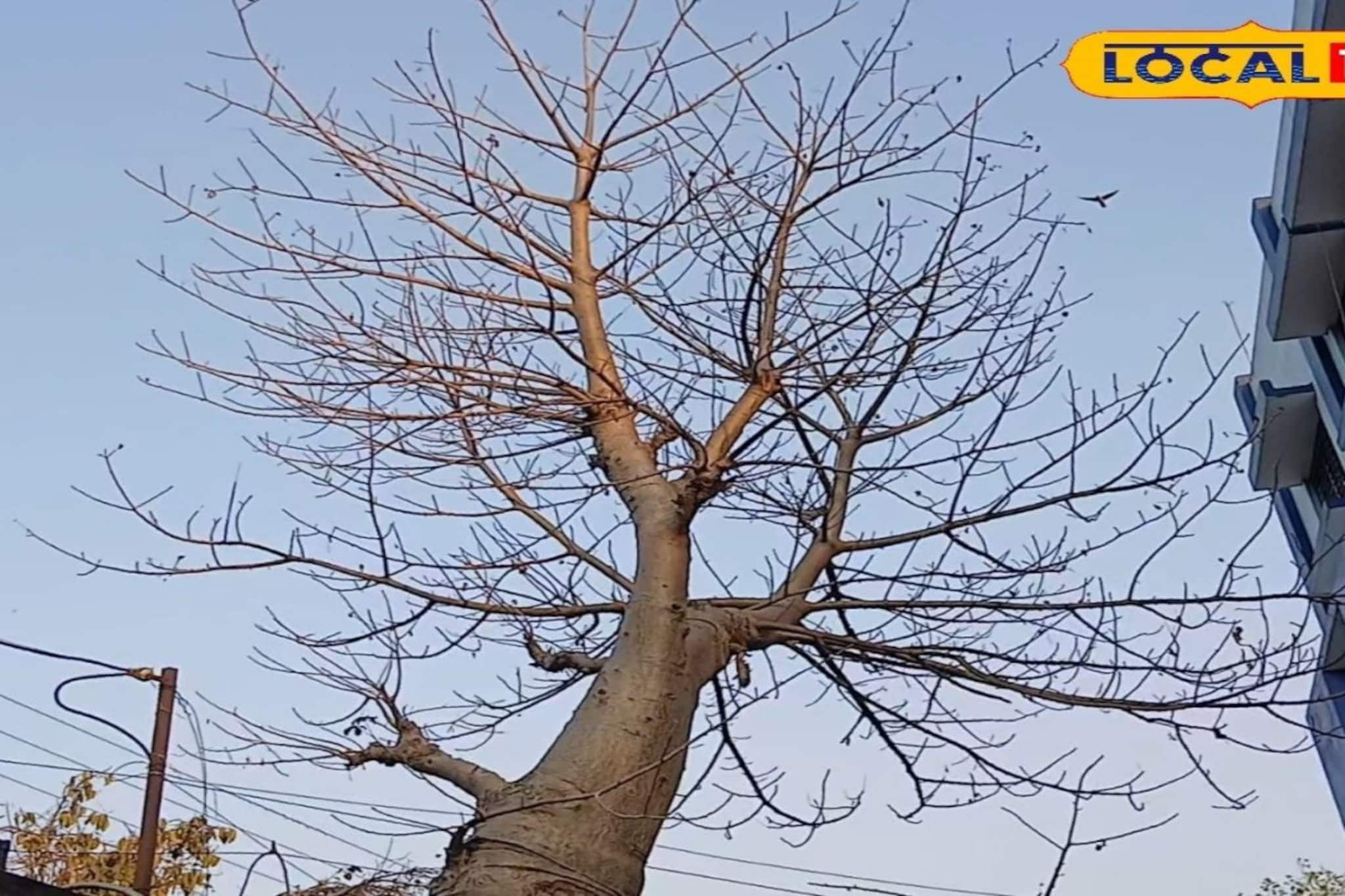 বর্ধমানে জেলা শাসকের দফতরের সামনে কি বিরল 'আফ্রিকান বাওবাব'! উল্টো গাছ ঘিরে তুঙ্গে রহস্য