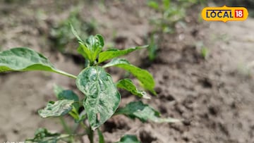 ঝাল ঝাল কাঁচালঙ্কার প্রেমে পড়ছেন কৃষকরা, অল্প জমিতেই কয়েকমাসে অঢেল আয় ঝাল ঝাল কাঁচালঙ্কার প্রেমে পড়ছেন কৃষকরা, অল্প জমিতেই কয়েকমাসে অঢেল আয়