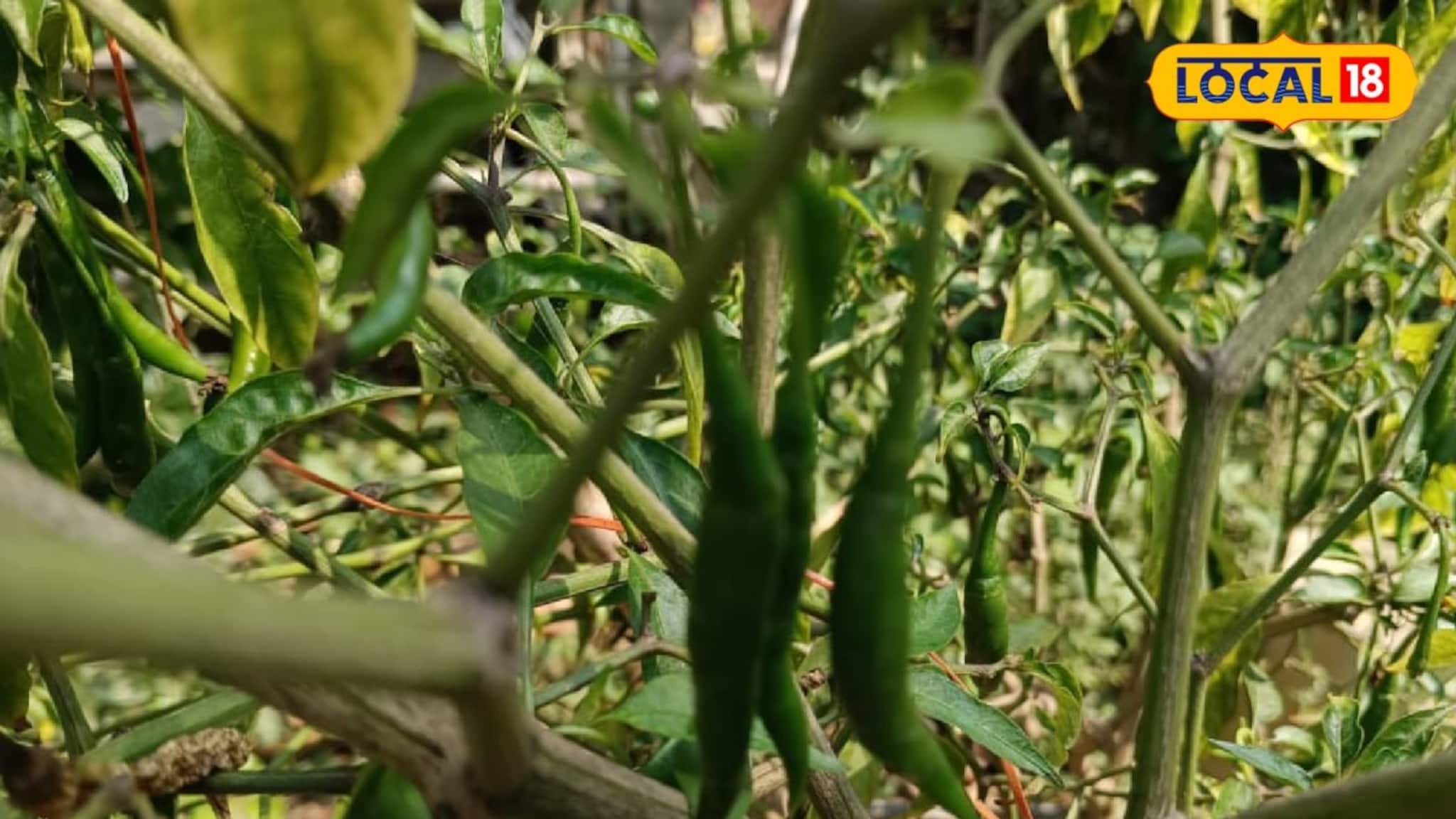 ঝাল ঝাল কাঁচালঙ্কার প্রেমে পড়ছেন কৃষকরা, অল্প জমিতেই কয়েকমাসে অঢেল আয়