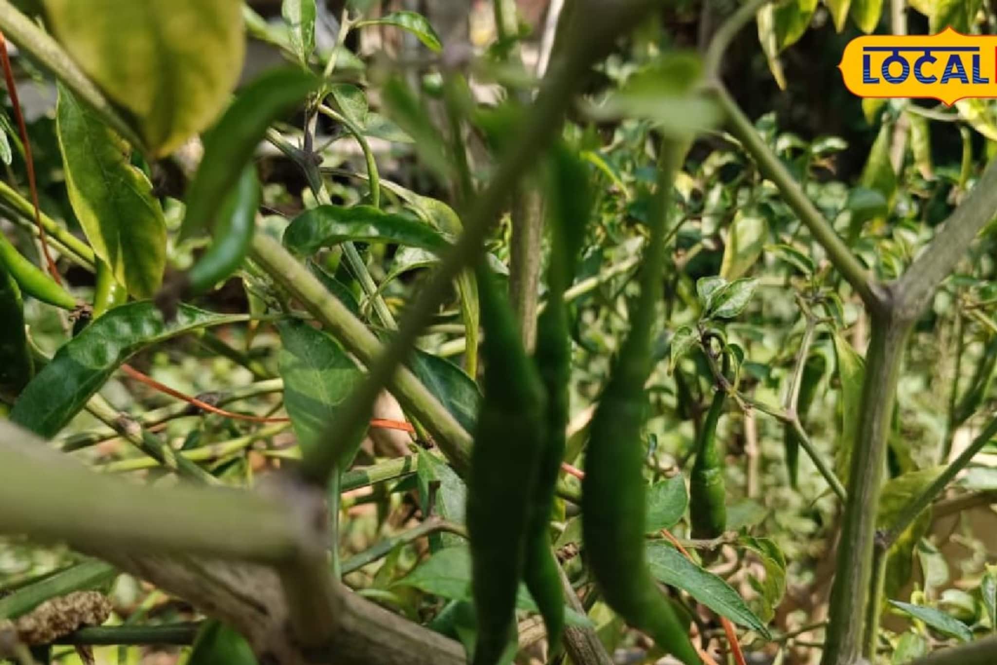 ঝাল ঝাল কাঁচালঙ্কার প্রেমে পড়ছেন কৃষকরা, অল্প জমিতেই কয়েকমাসে অঢেল আয়