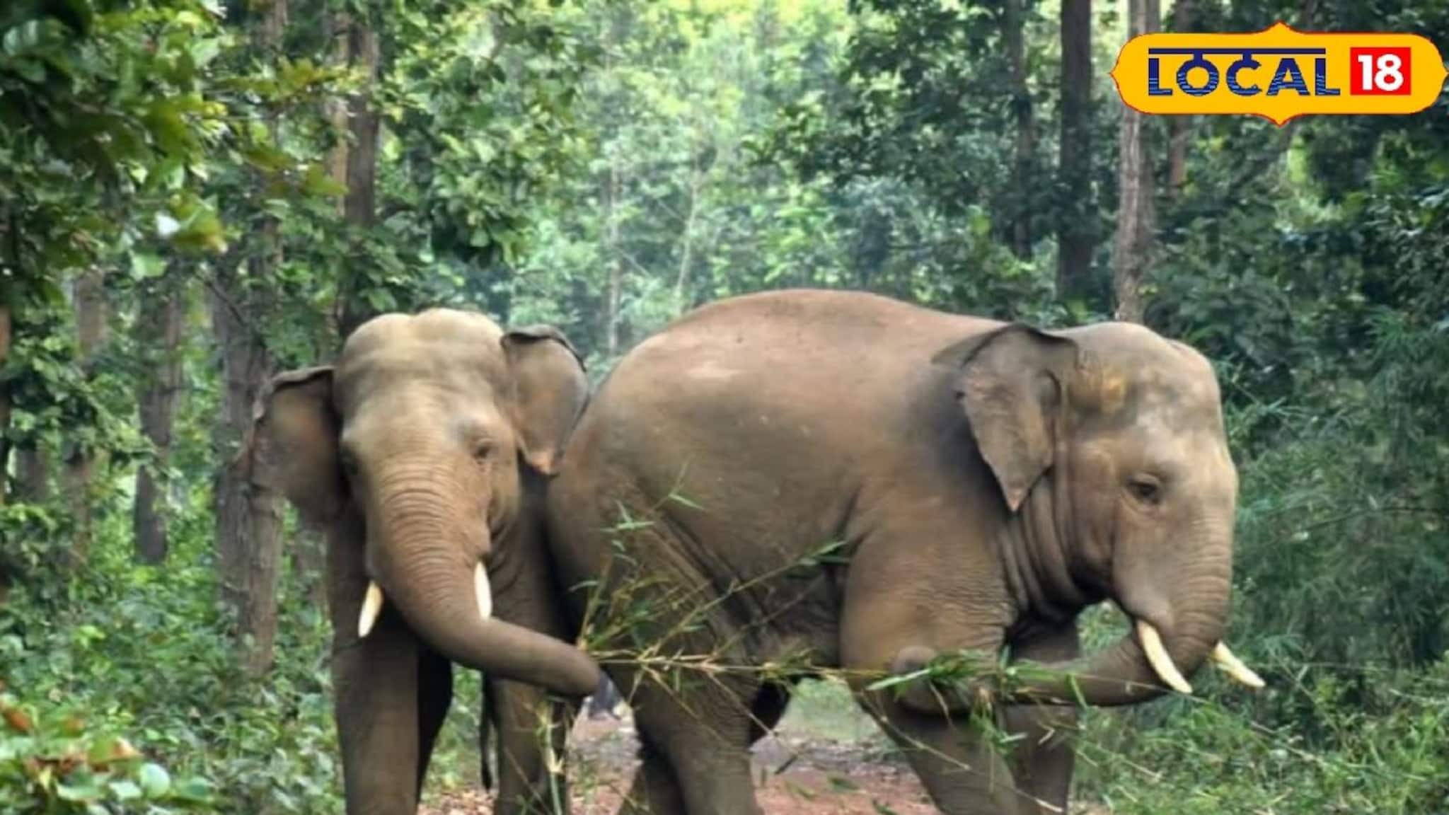 জঙ্গলমহলে এবার ‘গজরাজের’ রাজত্ব, এক দশকে ৬ গুণ বেড়েছে হাতির সংখ্যা