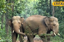 West Medinipur News: জঙ্গলমহলে এবার ‘গজরাজের’ রাজত্ব, এক দশকে ৬ গুণ বেড়েছে হাতির সংখ্যা! আসল কারণ জানলে চমকে যাবেন