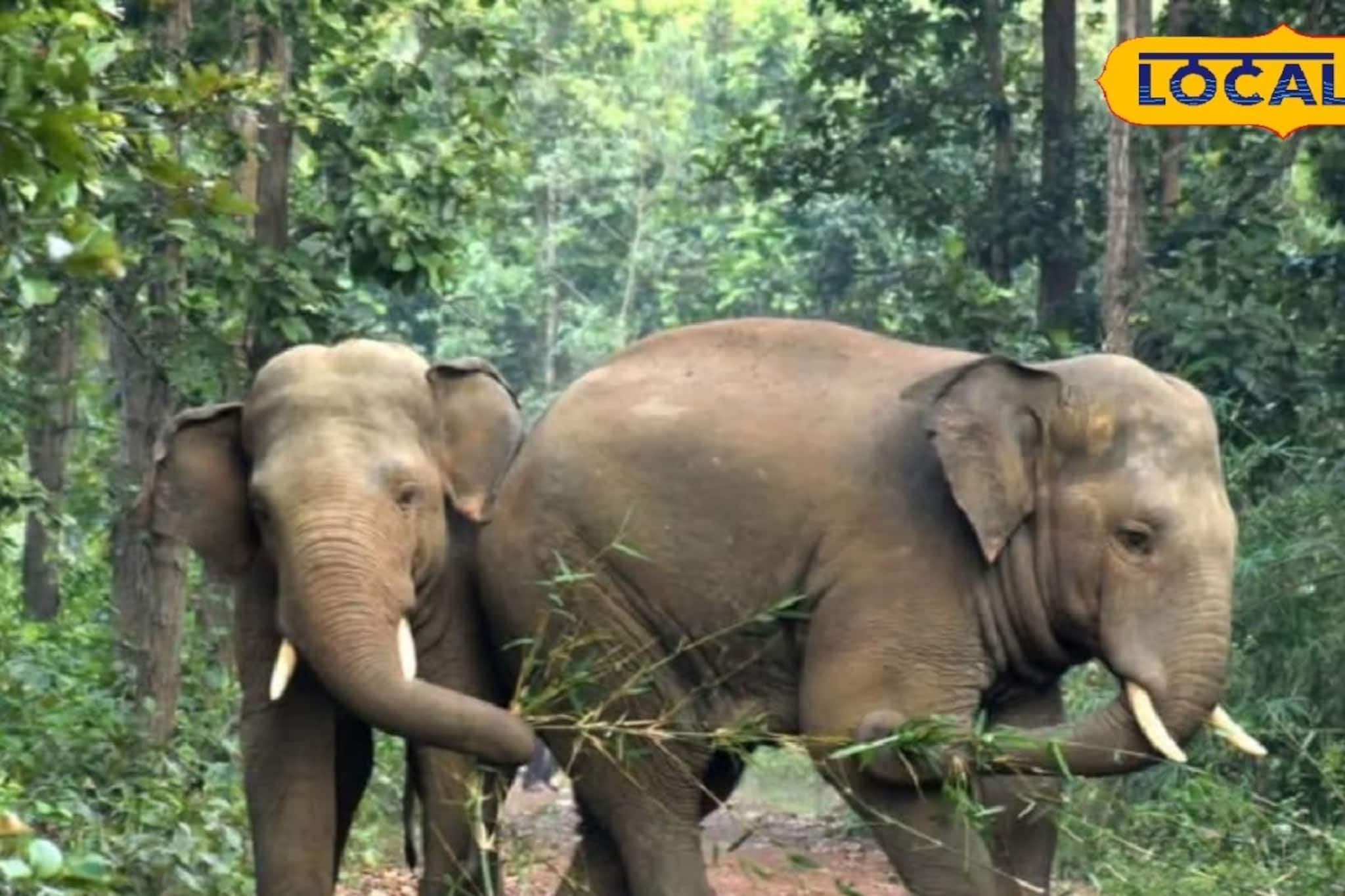 জঙ্গলমহলে এবার ‘গজরাজের’ রাজত্ব, এক দশকে ৬ গুণ বেড়েছে হাতির সংখ্যা জঙ্গলমহলে এবার ‘গজরাজের’ রাজত্ব, এক দশকে ৬ গুণ বেড়েছে হাতির সংখ্যা