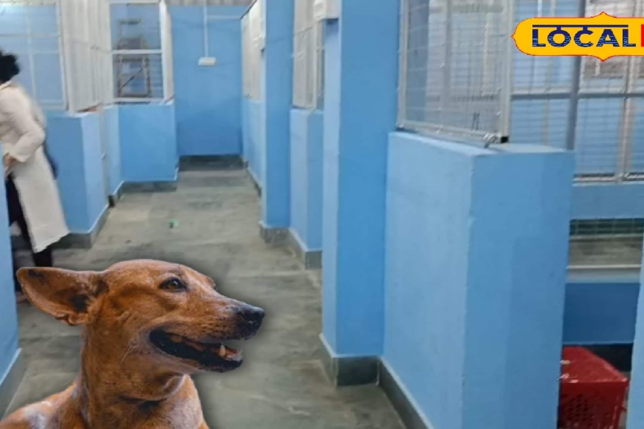 অসহ্য যন্ত্রণায় আর রাস্তায় পড়ে কাতরাতে হবে না, এবার কুকুর-বিড়ালও পাবে স্পেশাল ট্রিটমেন্ট অসহ্য যন্ত্রণায় আর রাস্তায় পড়ে কাতরাতে হবে না, এবার কুকুর-বিড়ালও পাবে স্পেশাল ট্রিটমেন্ট