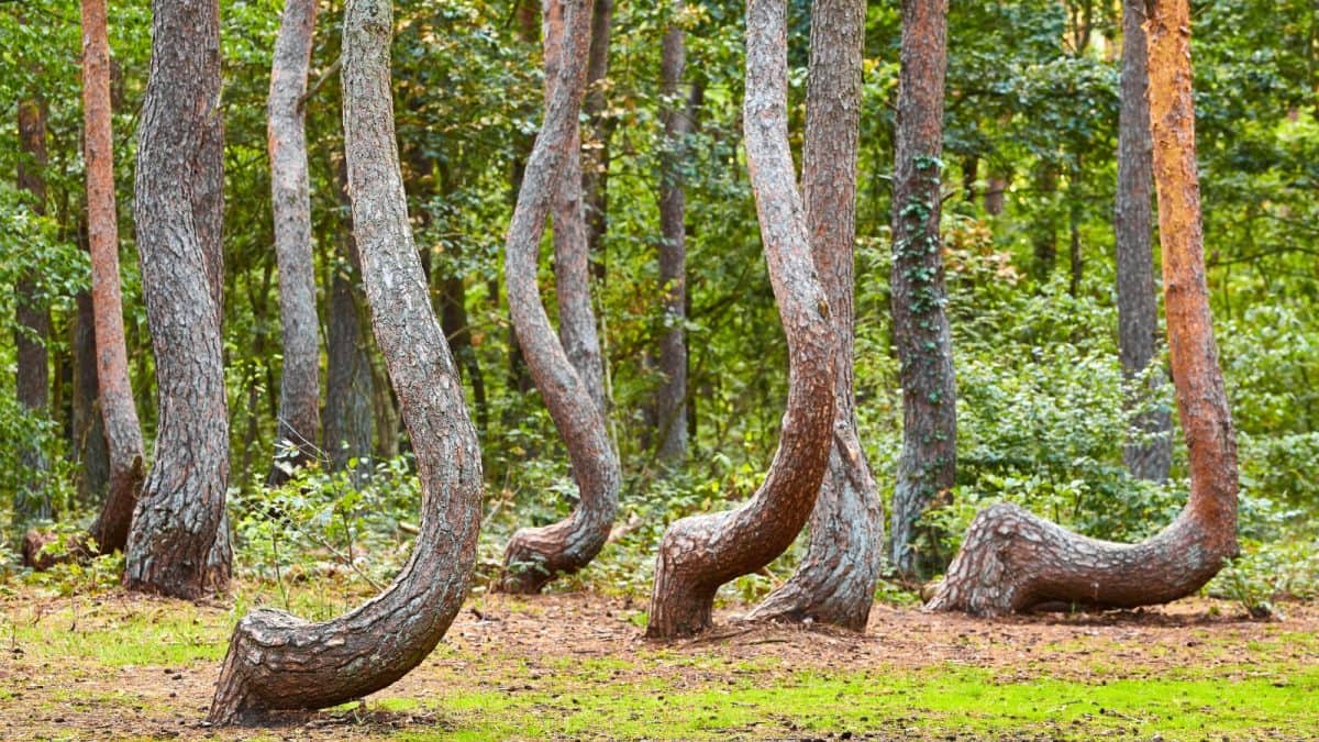 Mystery In Poland: এই বনের প্রায় ৪০০টি গাছ  নিখুঁতভাবে উত্তর দিকে বেঁকে যায়, এখনও কেউ জানে না এই অদ্ভুত ঘটনার কারণ
