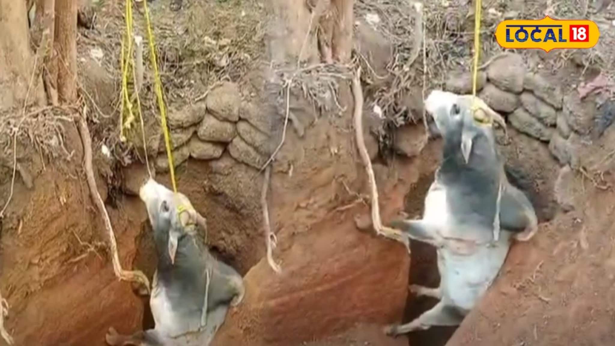 Jhargram News: পরিত্যক্ত কুয়ো থেকে গোঙানির শব্দ! উঁকি দিতেই একী দৃশ্য, আনা হল জেসিবি, ষাঁড় উদ্ধারে রুদ্ধশ্বাস অভিযান