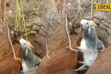 Jhargram News: পরিত্যক্ত কুয়ো থেকে গোঙানির শব্দ! উঁকি দিতেই একী দৃশ্য, আনা হল জেসিবি, ষাঁড় উদ্ধারে রুদ্ধশ্বাস অভিযান