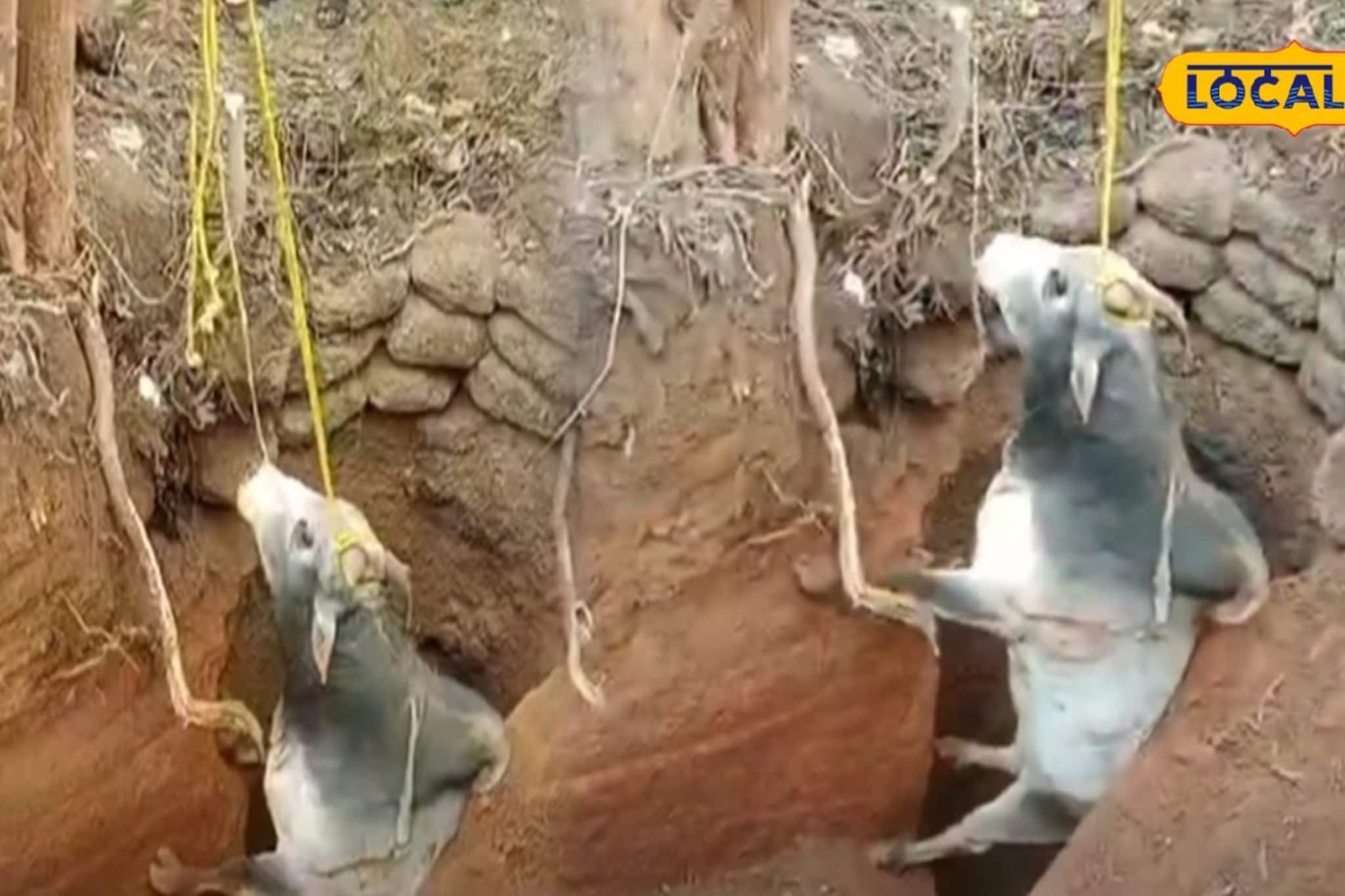 পরিত্যক্ত কুয়ো থেকে গোঙানির শব্দ! উঁকি দিতেই একী দৃশ্য, আনা হল জেসিবি পরিত্যক্ত কুয়ো থেকে গোঙানির শব্দ! উঁকি দিতেই একী দৃশ্য, আনা হল জেসিবি