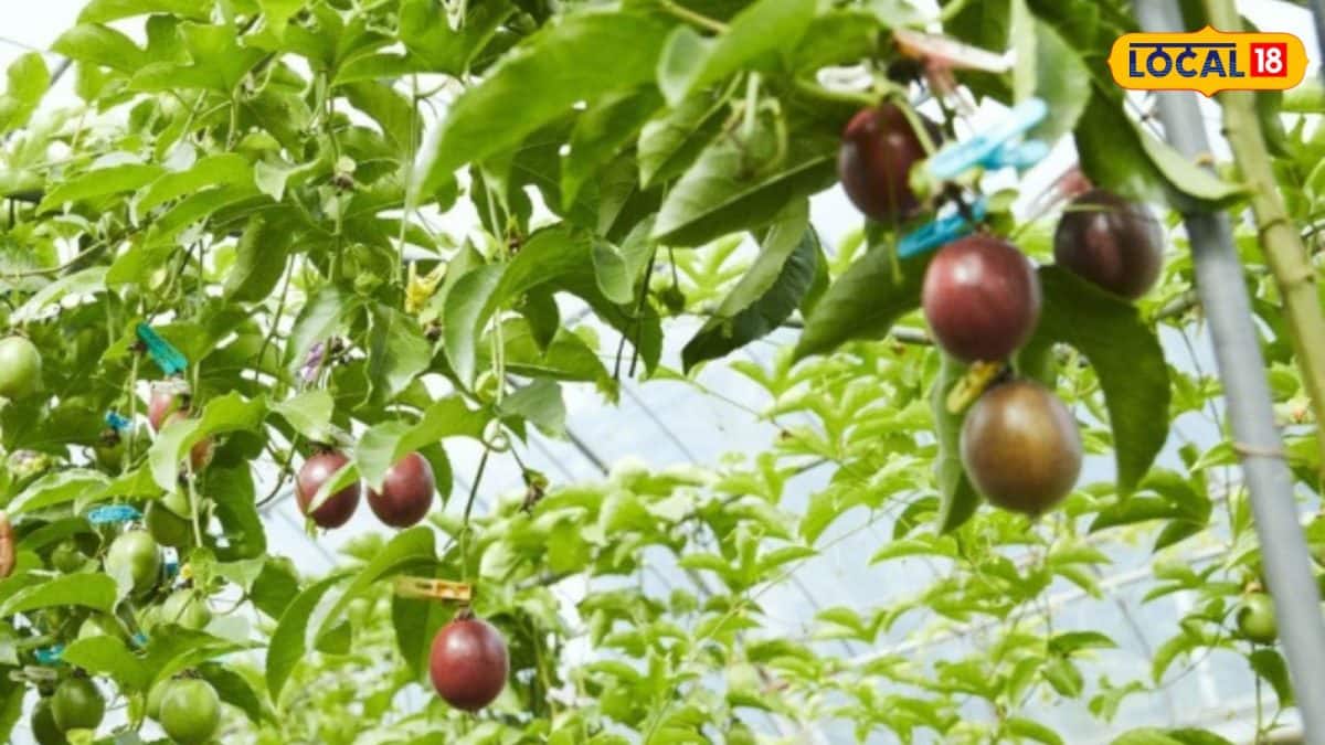 Gardening Tips at Summer: তীব্র গরমেও ছাদ-বারান্দ ভরে যাবে লাল-বেগুনি ফলে! খুব সহজ টিপসে, বাড়িতেই ফলান প্যাশন ফ্রুট