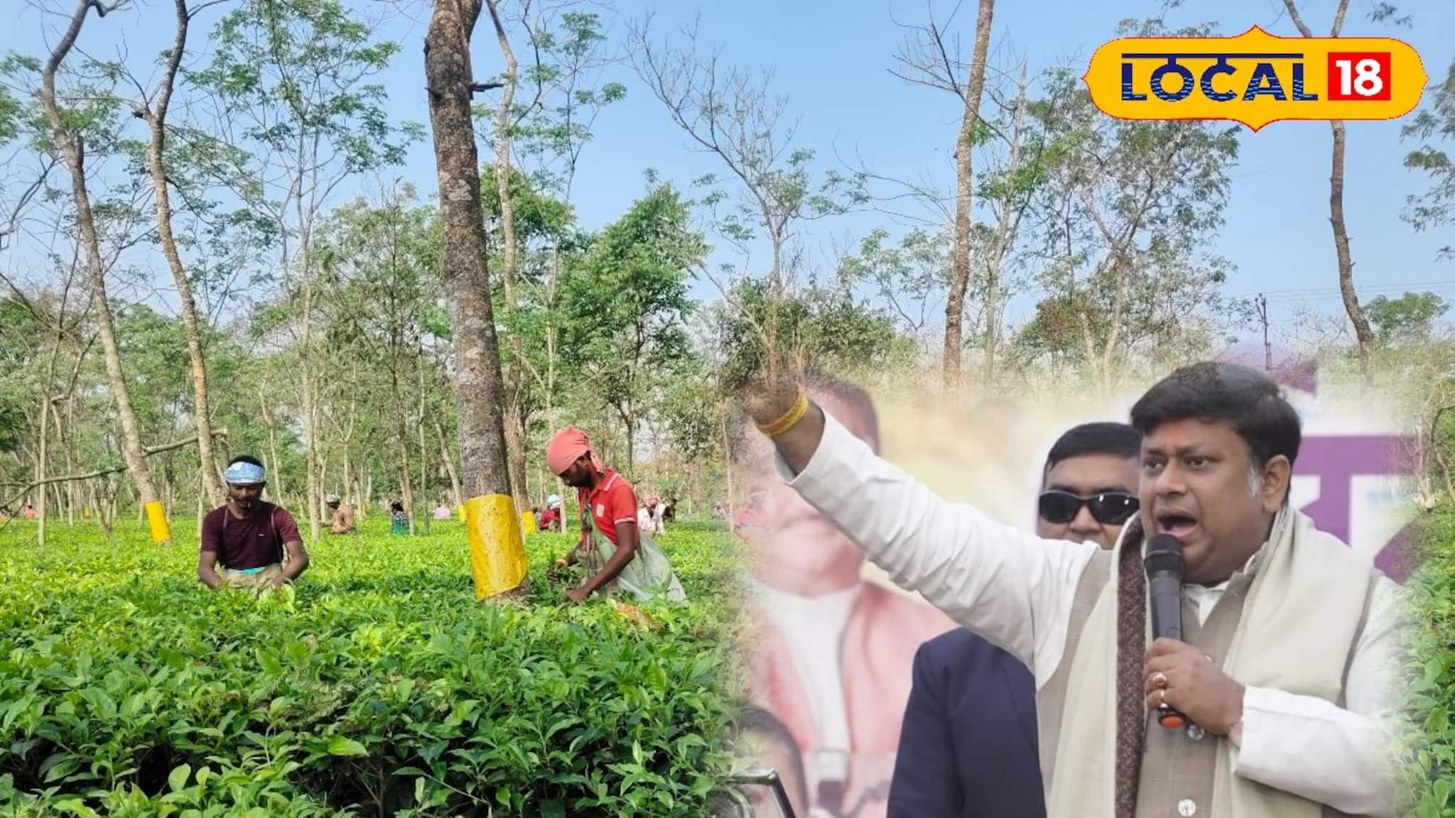 ধূপগুড়িতে চা আড্ডায় বিস্ফোরক সুকান্ত...! চায়ে চুমুক দিয়েই একী বললেন? চা বাগানের মানুষই এবার...